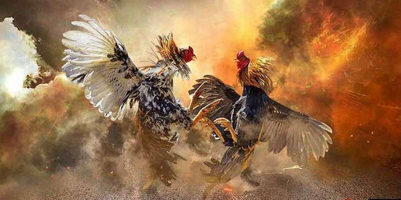 Mẹo đặt cược đá gà trực tiếp C1 như dân chuyên
