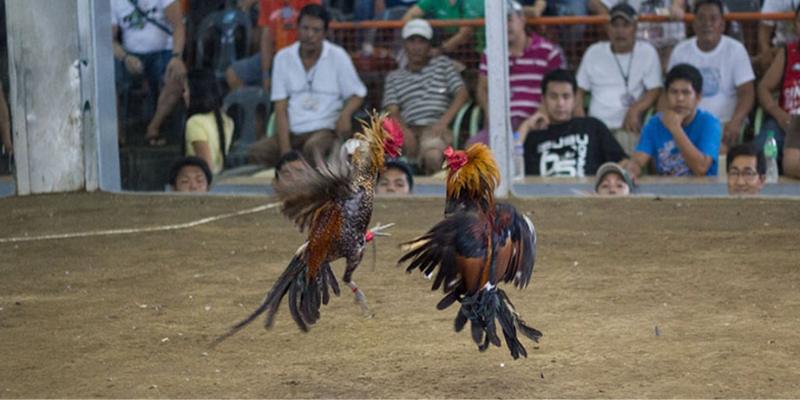 Phương pháp lựa màu mạng gà đá dựa trên mệnh ngũ hành
